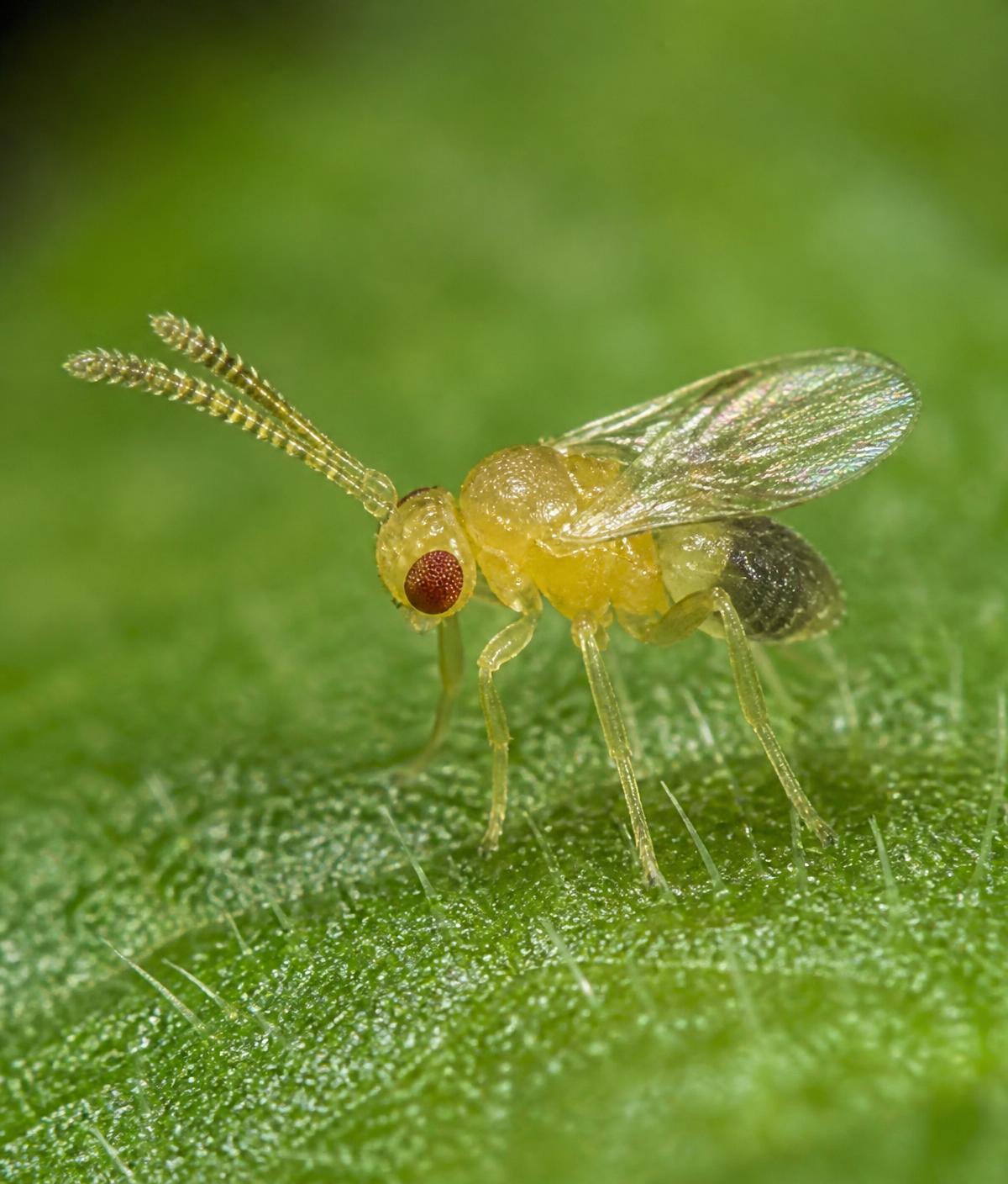 Microvespa parasitoide utilizada no controle biológico