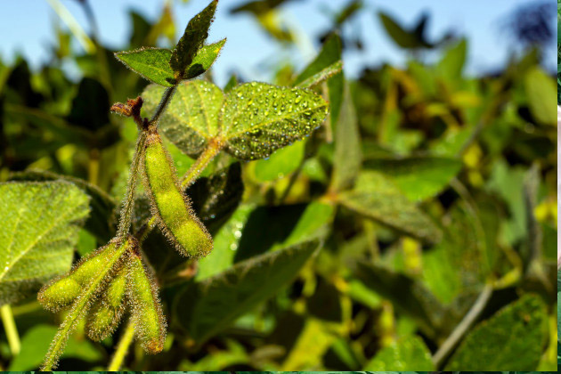 Aplicação e presença de biodefensivos no campo