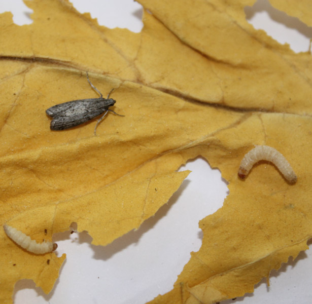 Adulto e larva de traça e o dano causado em produtos armazenados