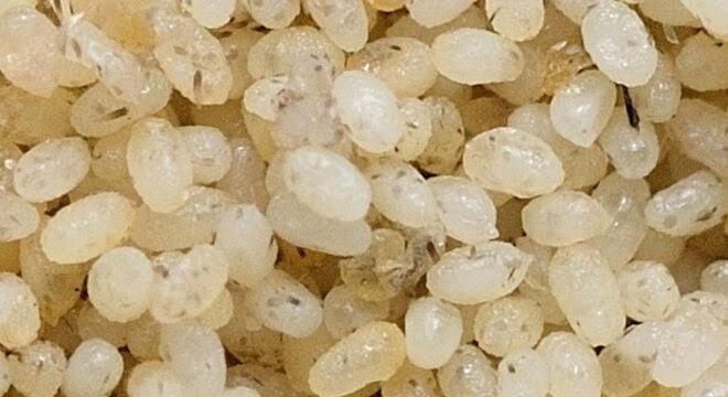 Ovos de Ephestia utilizados na criação de inimigos naturais