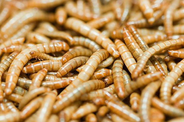 Larvas de tenébrio utilizadas como isca viva para pescaria