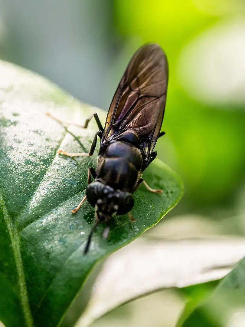 Mosca-soldado-negra em fase adulta, Hermetia illucens