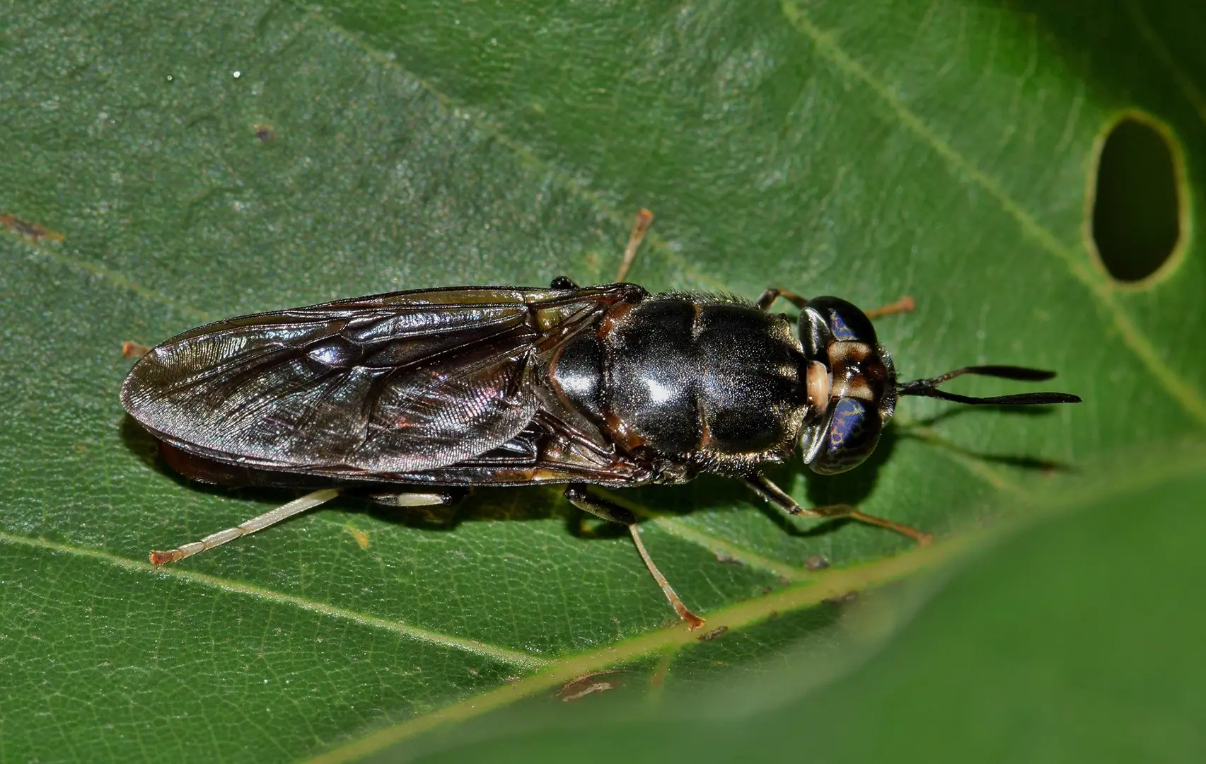 Mosca-soldado-negra adulta, Hermetia illucens, sobre uma folha