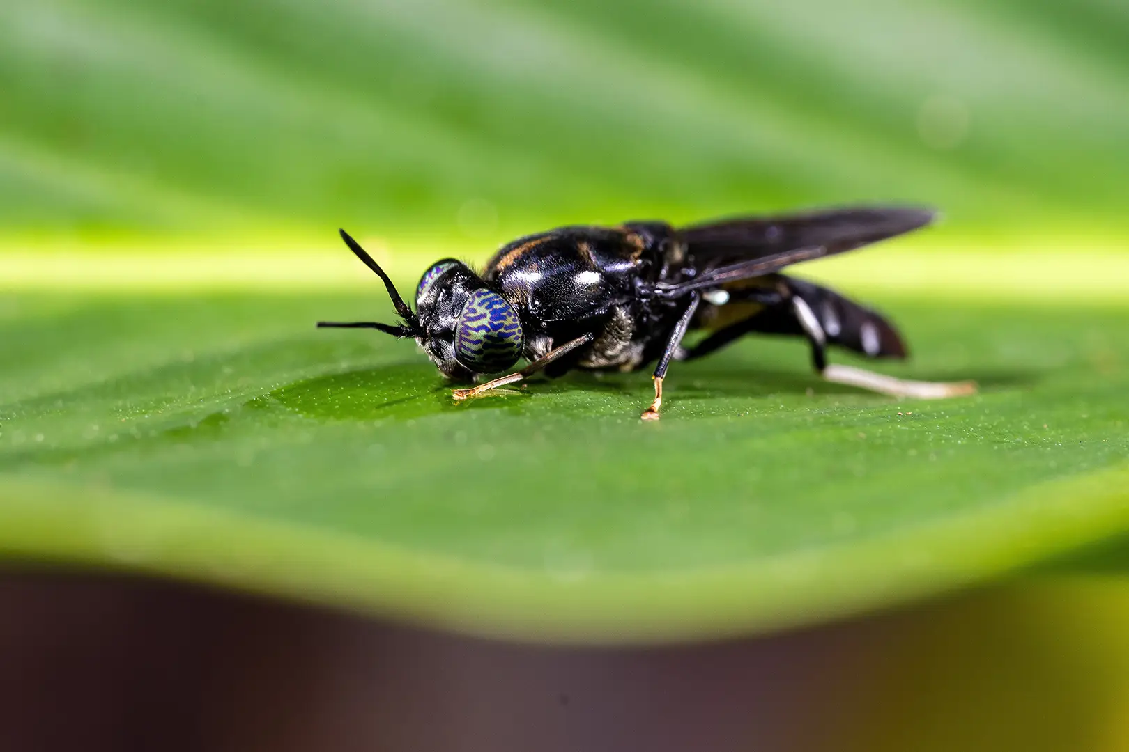 Detalhe da mosca-soldado-negra adulta, Hermetia illucens
