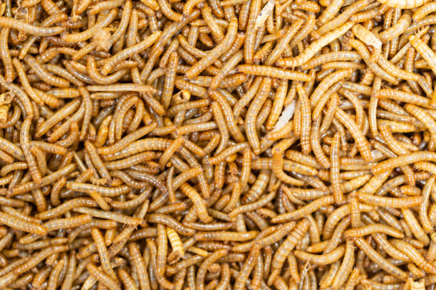Larva utilizada como isca viva para pescaria