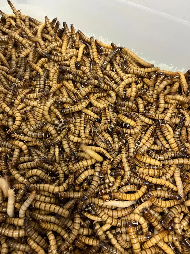 Larvas de Tenébrio Gigante (Zophobas morio) — SUL-MIP