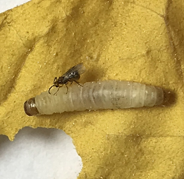 Fêmea parasitando a larva do seu hospedeiro.