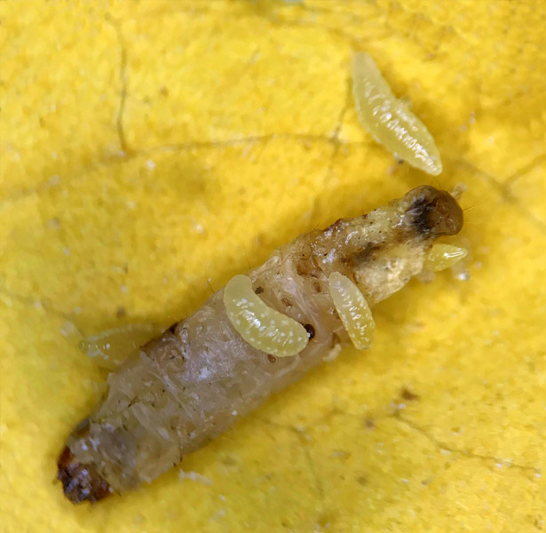 Larvas do parasitoide se alimentando do hospedeiro.