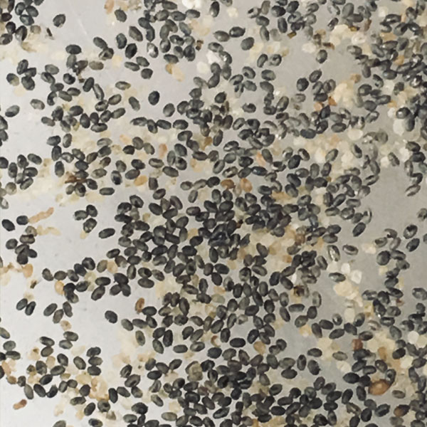 Ovos parasitados pelo agente biológico Trichogramma pretiosum