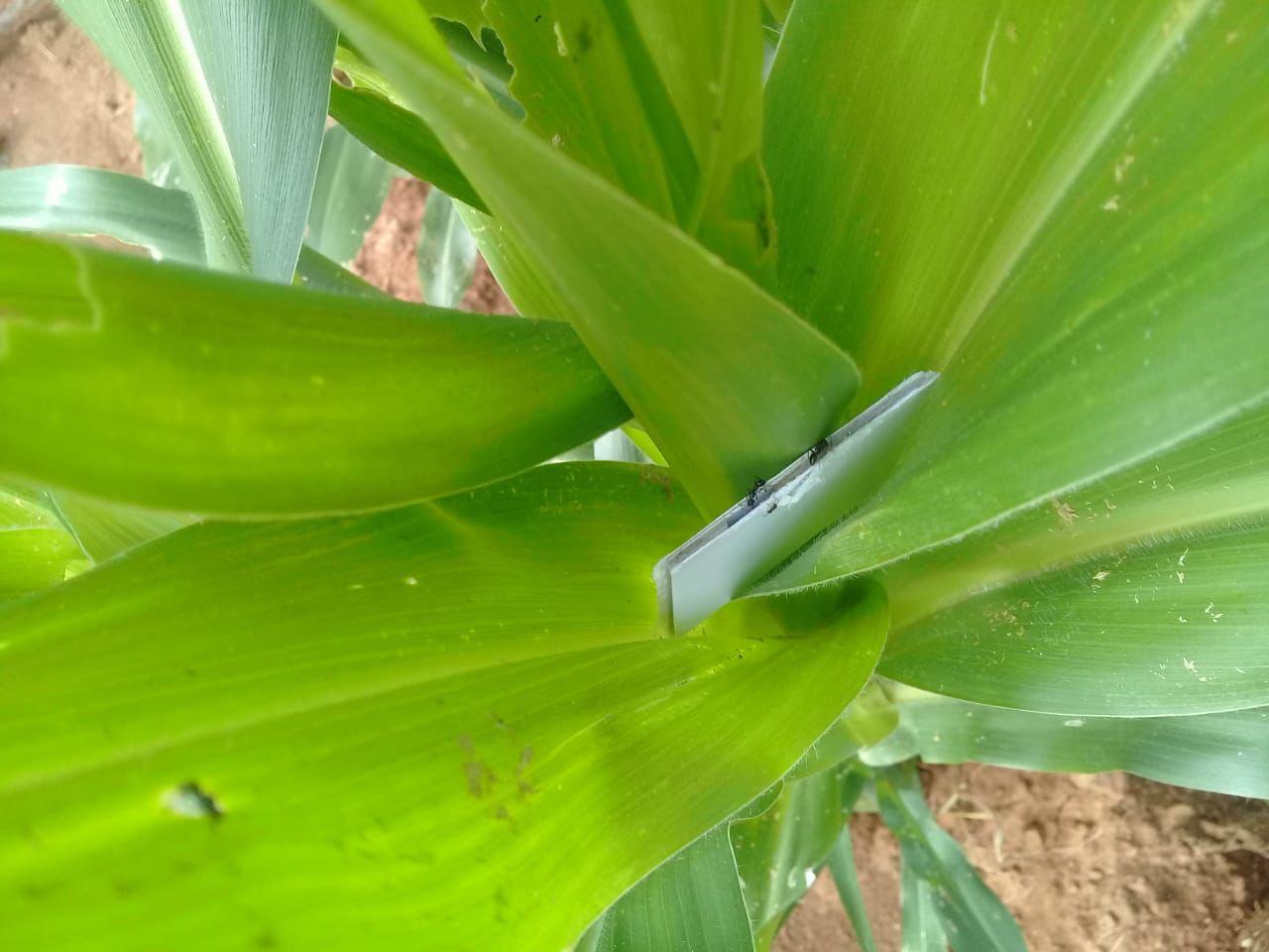 Aplicação de TrichoSul em plantação de milho