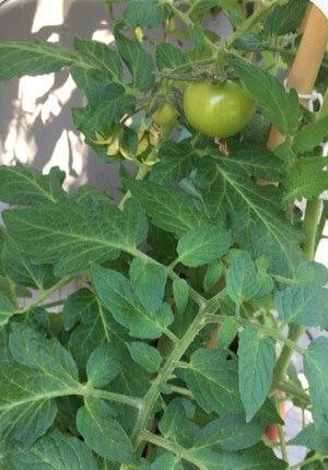 Produção de tomate com controle biológico utilizando TrichoSul