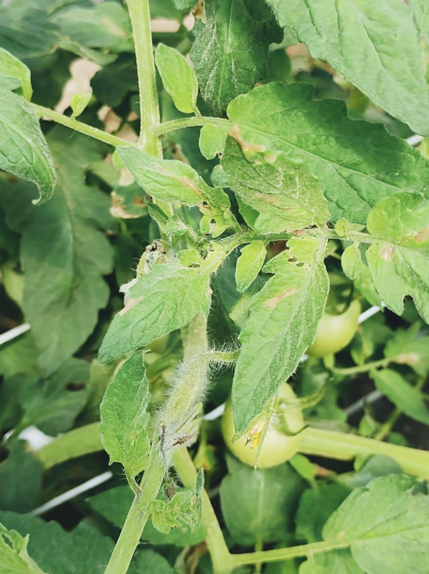 Produção de tomate sem controle biológico